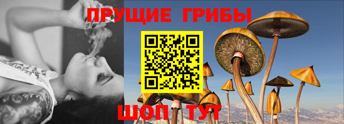 Псилоцибиновые грибы Psilocybe Каменск-Уральский